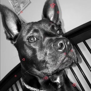 Meet your Posher, Cecicecilia